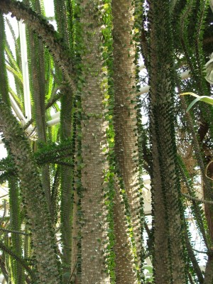 DSCF2516.jpg