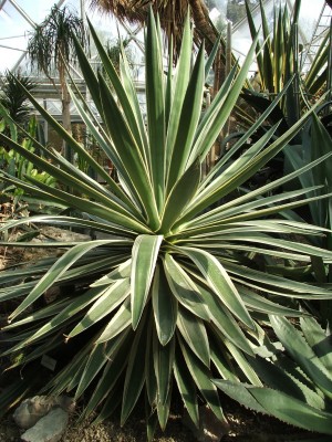 DSCF2508.jpg
