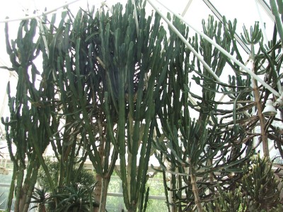 DSCF2504.jpg