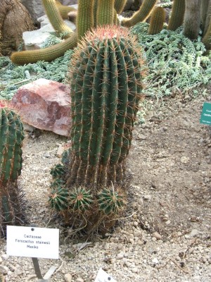 DSCF2503.jpg