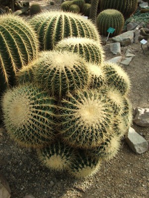 DSCF2499.jpg
