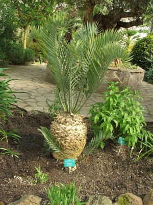DSCF2539.jpg