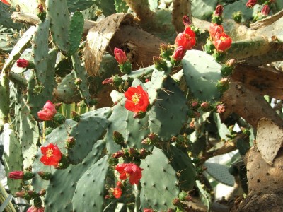 DSCF2524.jpg