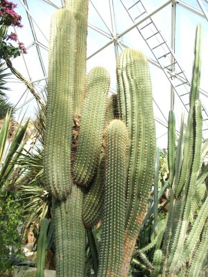 DSCF2520.jpg
