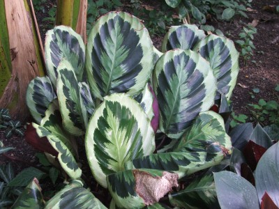 DSCF2482.jpg