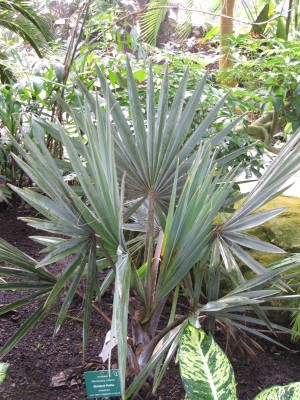 DSCF2479.jpg
