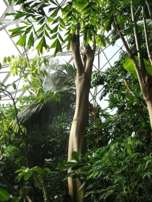 DSCF2462.jpg