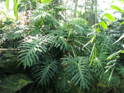 DSCF2490.jpg