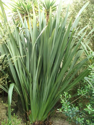 DSCF2543.jpg