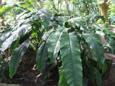 Spathiphyllum cochlearispathum.jpg