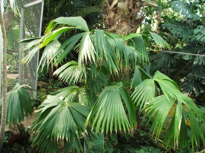 Panamahutpalme.jpg