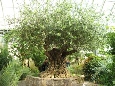 Olive.jpg