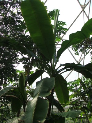 Musa cavendish grand naim.jpg