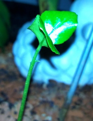 DSC00129.JPG