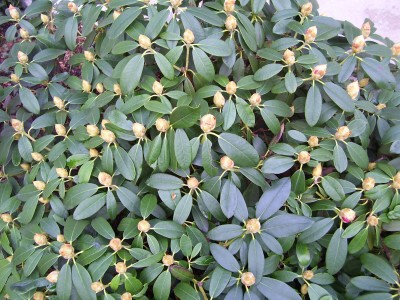 Rhododendron_3.jpg