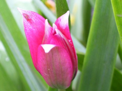 Wildtulpe.jpg