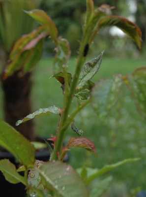 Frühling 016.jpg