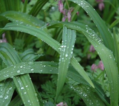 Frühling 017.jpg
