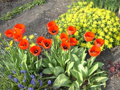 Im Hintergrund Goldwolfsmilch.jpg