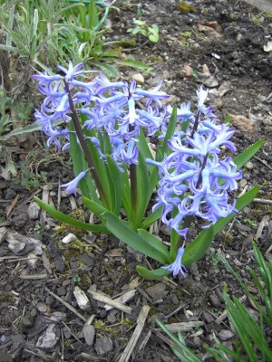 Blaue Hyazinthen.jpg
