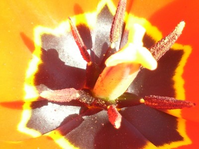 Tulpe.jpg