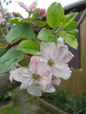 Apfelblüte.jpg