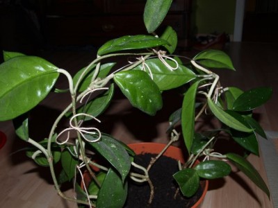 P5020983 neu.jpg