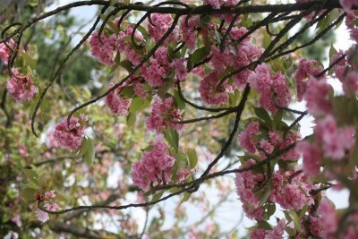 rosa Blüten. Mai  2010 (2).JPG