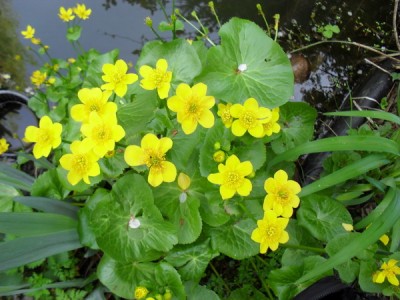 SDC13172_Bildgröße ändern.JPG