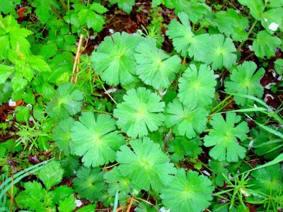 Blätter - 2010-05-02 -  0012.jpg