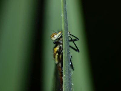 k-_5010865.JPG