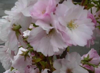 Blüten Säulenzierkirsche.JPG