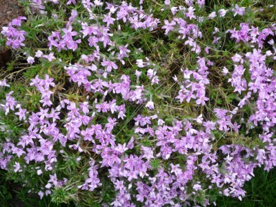 Polsterphlox.JPG