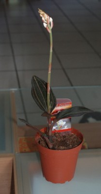 Ludisia Red velvet.JPG