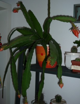 Epi mit 8 Knospen v. Lilchen.JPG