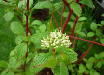 Hartriegel - Knospe.JPG