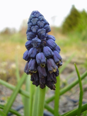 Bellevalia paradoxa (4).JPG