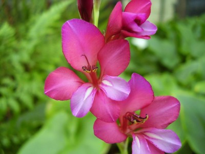 Gladiolus illyricus (3).JPG