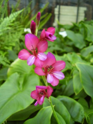 Gladiolus illyricus.JPG