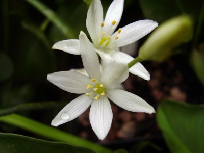 Ornithogalum broteroi 2005-31.JPG