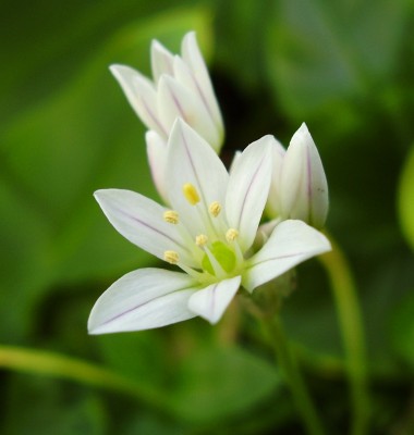 Allium massaessylum.JPG