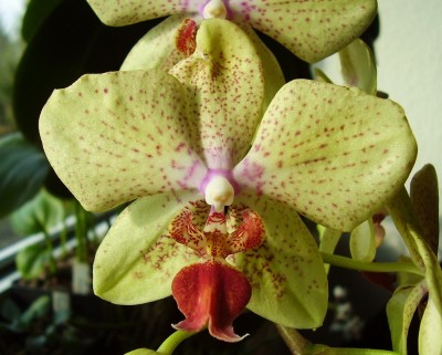 Phalaenopsis gelb (6).JPG