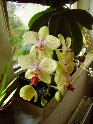 Phalaenopsis gelb (7).JPG
