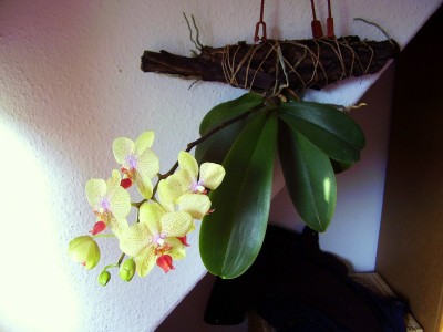 Phalaenopsis gelb (8)-1.JPG