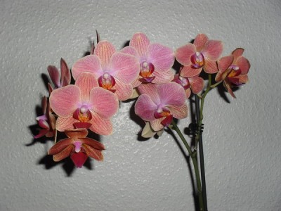 SDC13233_Bildgröße ändern.JPG