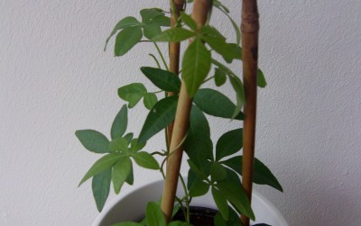 IMAG0259.jpg
