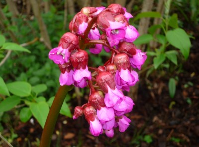 Bergenie v. Dieter - in Blüte.JPG