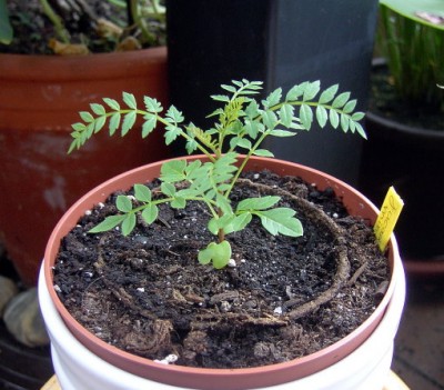 Jacaranda mimosifolia - Palisanderbaum 01.07.07.JPG