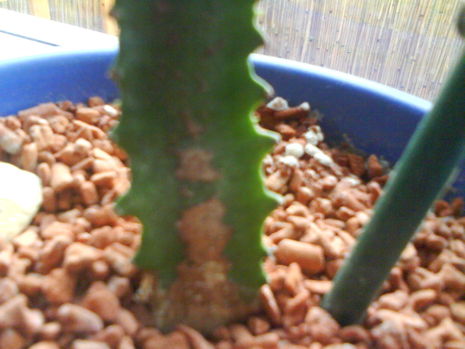 Dreikant Wolfsmilch (Euphorbia triangularis)  Pflanzenkrankheiten &  Schdlinge  GREEN24 Pflanzen & Garten Forum