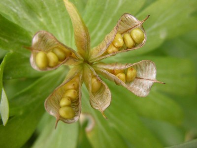 Resize of DSCN0646.JPG